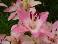 DSC04732.JPG