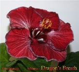 dragon's breath-1.jpg