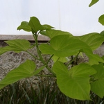 Лиана ипомеи со светло-зелеными листьями