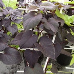 Ипомея с темно-фиолетовыми листьями