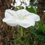 Ипомея — цветок с туманным прошлым