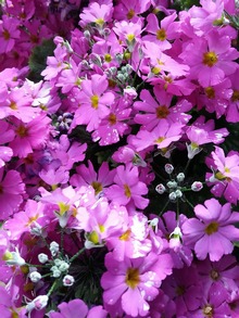 Примула Бисса Primula beesiana Forr секция канделябровые