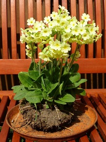 Примула высокая Primula Elatior