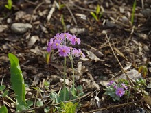 Примула мучнистая Primula farinosa
