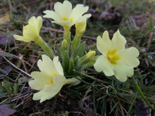 Примула обыкновенная, примула бесстебельная Primula vulgaris