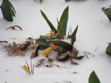 Мартовский снег выпал на распустившиеся крокусы золотистые