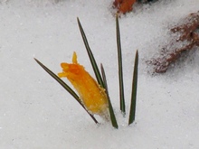 Цветок крокус в снегу