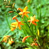 Монтбреция - цветок-флюгер
