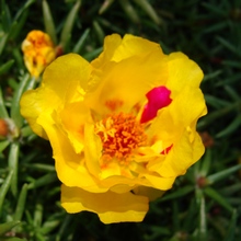 Портулак крупноцветковый Portulaka grandiflora