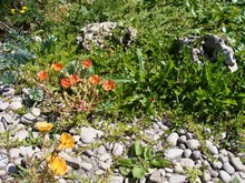 Портулак крупноцветковый идеален для альпинариев и бедных каменистых почв