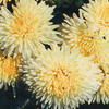 Золотой цветок хризантема