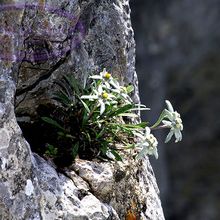 Войлочное опушение эдельвейса поглощает ультрафиолетовые лучи, предохраняя цветок от солнечных ожогов