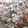 Allium virgunkculae - чеснок виргантный, чеснок самураев
