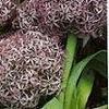 Иранский вид лука Allium bodianum