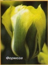 Тюльпан зеленоцветковый Формоза