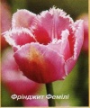 Сорт бахромчатого тюльпана Фринджит Фэмили