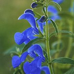 Salvia patens или шалфей отклоненный