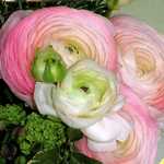 Сорт ранункулюса с розовыми цветами