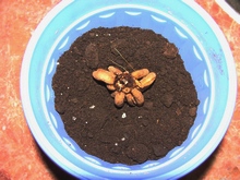 Глубина посадки клубеньков ранункулюса 5-7 см, расстояние между ними - 10-15 см