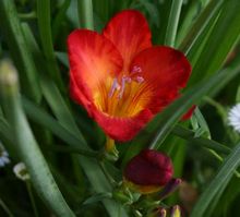Красивый цветок фрезии - как его вырастить?