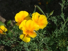 Желтый цветок — золото солнца
