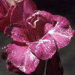 Цветок гладиолуса, пораженный трипсом