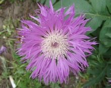Цветок скабиозы кавказской