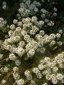 Лобулярия приморская цветет до самых заморозков все лето