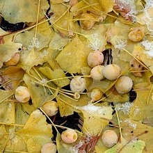 Листья и семена гинкго билоба