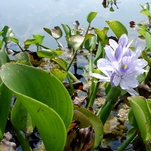 Цветущая эйхорния - водяной гиацинт