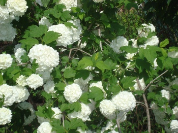 Кипенно-белые соцветия калины бульденеж