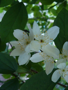 У жасмина случаются мутации, когда в цветке можно обнаружить пятый лепесток