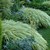 Хаконехлоя, японская лесная трава