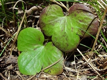 В отличие от других эфемероидов, листья печеночницы сохраняются и зимой, и летом