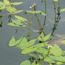 В глубоком водоеме стрелолист практически не образует воздушных листьев, только подводные и плавающие