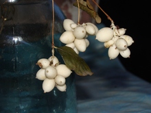 Белые пухлые ягоды держатся на кустах всю зиму