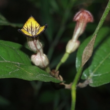 Австралийское растение семейства кирказоновые - настоящий хозяин бабочки