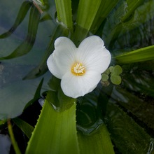 Нежный белоснежный цветок телореза алоэвидного