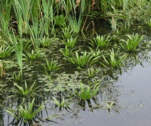В благоприятных условиях телорез способен потеснить другие водные растения