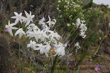 Leucocoryne coquimbensis var. alba, название виду дано в честь портового города в Чили, эндемиком которого является растение