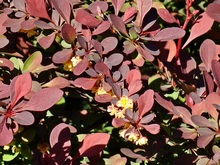 Цветение барбариса - по краям побегов появляются золотисто-желтые соцветия