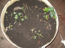 Корневище отцветших хризантем можно выкопать и посадить в емкость, хранить при низкой плюсовой температуре