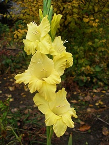 Гладиолус желтый