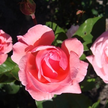 Длительного цветения роз можно достичь, комбинируя обрезку побегов на разную высоту