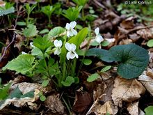Фиалка белая Viola alba Besser редкое растение из Красной книги Украины