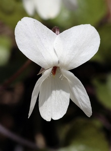 Фиалка белая Viola alba Besser, фото Angelo Nardo с сайта pbase.com