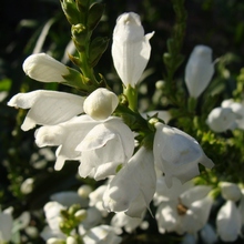 Физостегия с белыми цветами в мамином саду