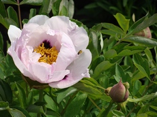 Окраска цветка пиона древовидного бывает от белой до интенсивно розовой