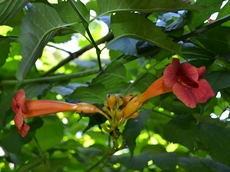 Цветки кампсиса длиной до 9 см и диаметром до 5 см