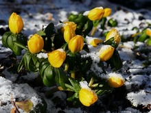 Весенник цветет прямо в снегу